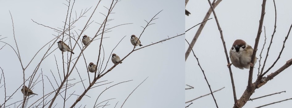 「キミだけつかまり方おかしいよ」　大股開きで木の枝につかまる、“筋トレ中”みたいなスズメに160万いいね（1/2） | ねとらぼ