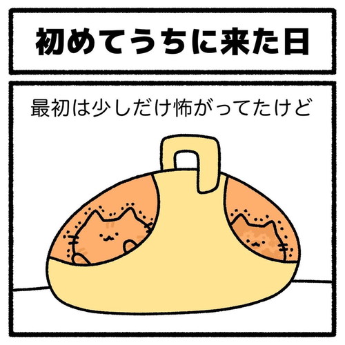 「猫が初めてうちにきた日」