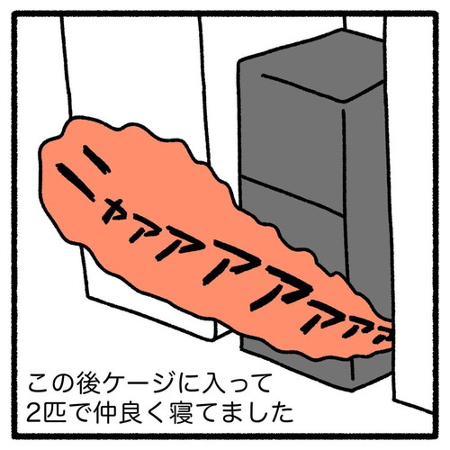 「猫が初めてうちにきた日」