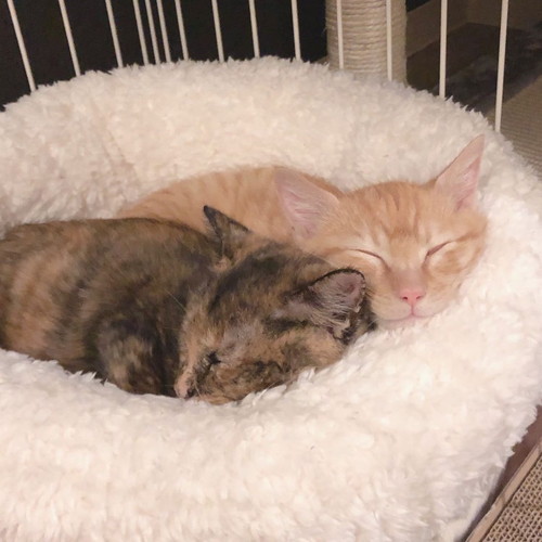 こたろうくんとつみきちゃん