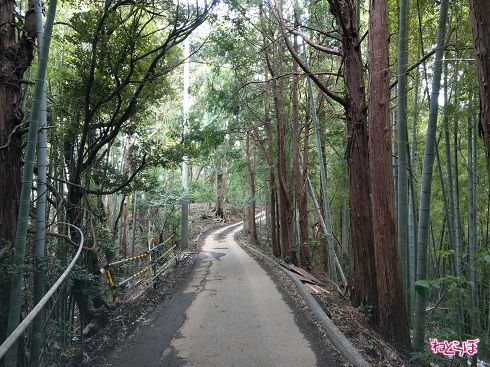 ガードレールもなく、頼りない単管パイプがあるのみ。怖い！