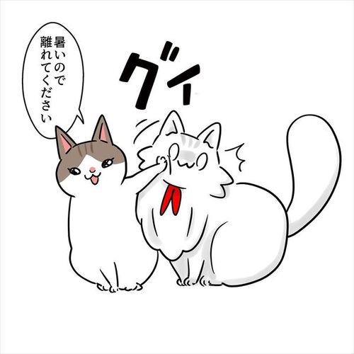 猫