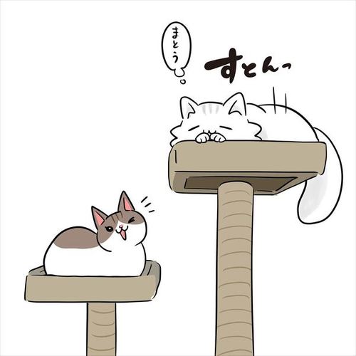 猫