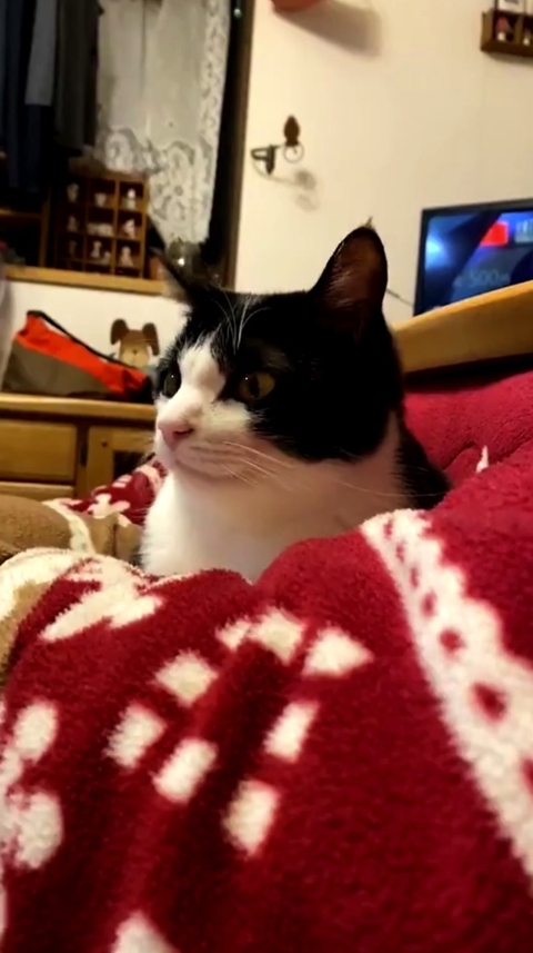 マッサージ機を楽しむ猫ちゃん