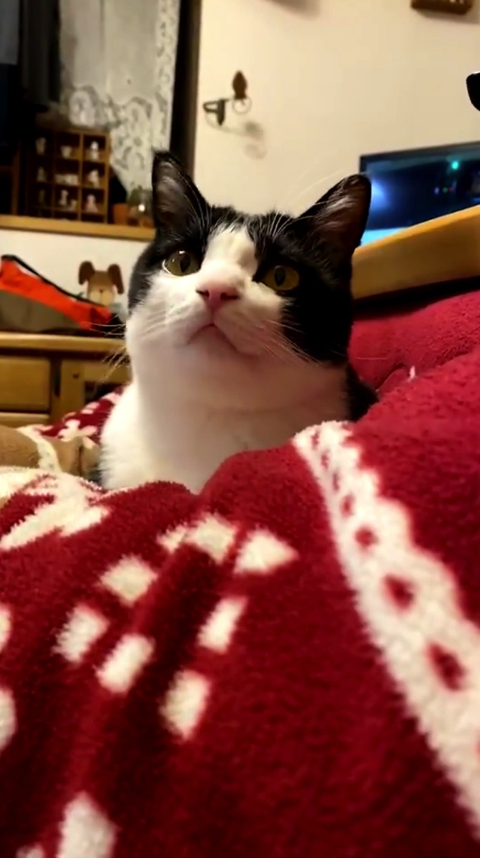 マッサージ機を楽しむ猫ちゃん