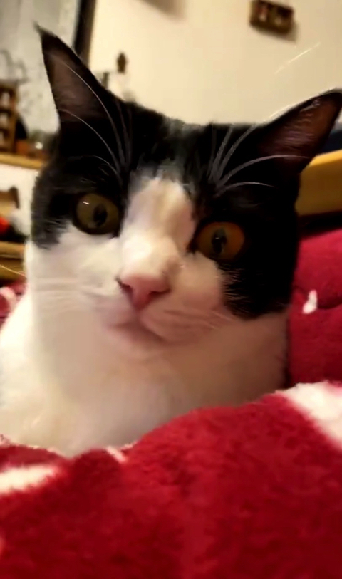 マッサージ機を楽しむ猫ちゃん