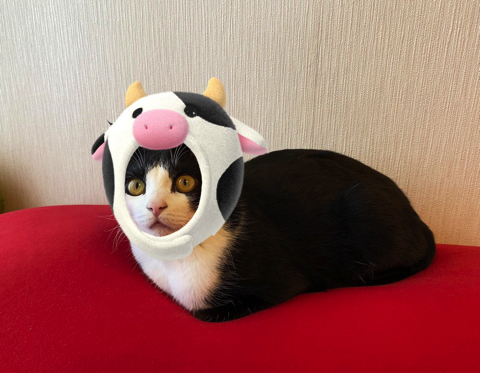 マッサージ機を楽しむ猫ちゃん