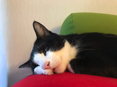 マッサージ機を楽しむ猫ちゃん