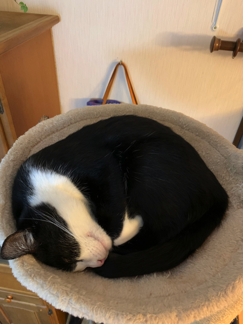 マッサージ機を楽しむ猫ちゃん