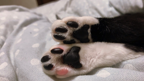 マッサージ機を楽しむ猫ちゃん