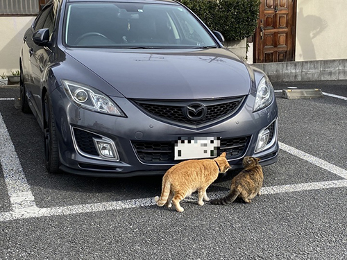 車を物色する猫ちゃん横