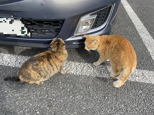 車を物色する猫ちゃんアップ