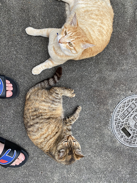 猫ちゃん2匹