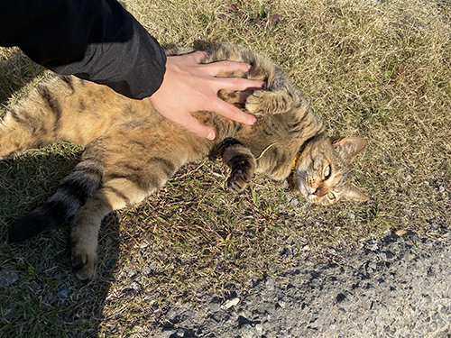 お腹をなでられる猫ちゃん