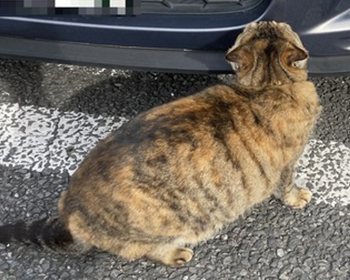 車を物色する左の猫ちゃん切り抜き