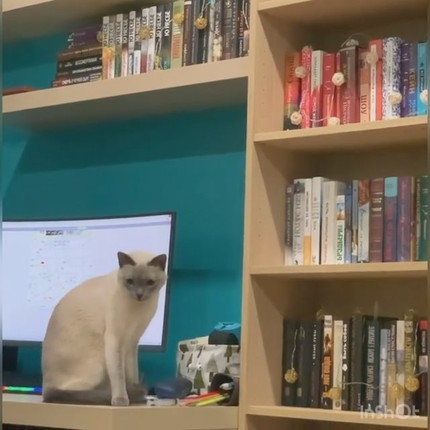 落とすの楽しいネコちゃん