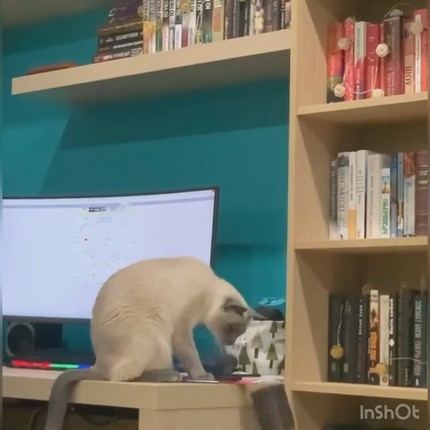 落とすの楽しいネコちゃん