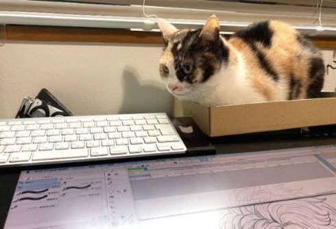 箱と猫