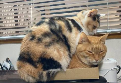 猫 箱からあふれる