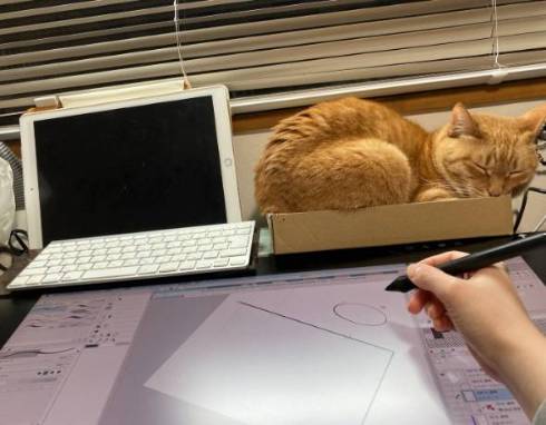 猫 箱からあふれる