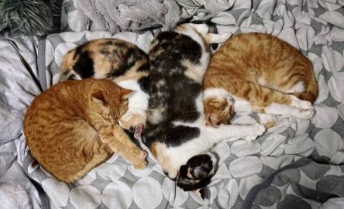 猫 箱からあふれる