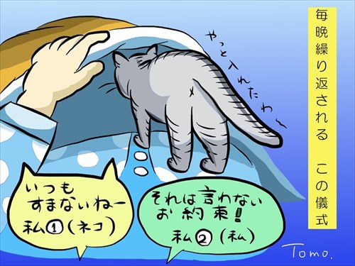 夜の儀式がある猫ちゃん