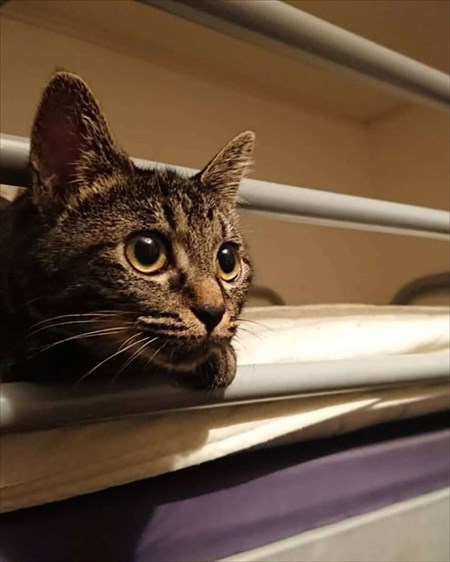 夜の儀式がある猫ちゃん