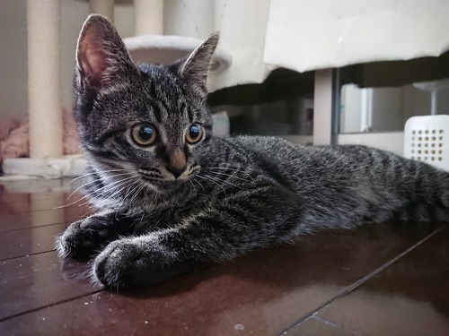 夜の儀式がある猫ちゃん