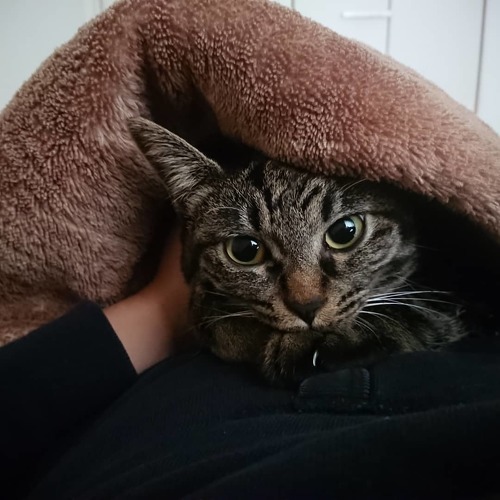 夜の儀式がある猫ちゃん