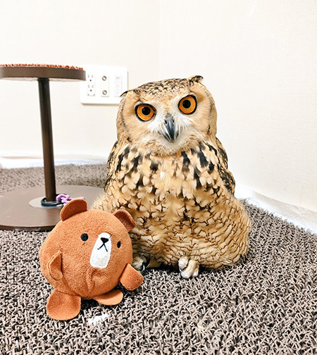 クマのぬいぐるみとかむちゃん