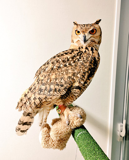 ふまれているクマのぬいぐるみ