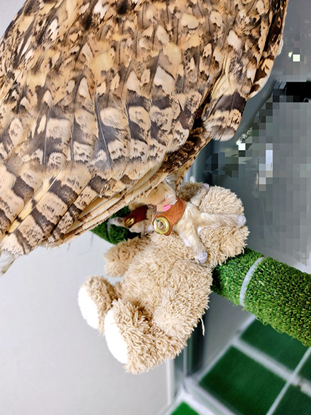 ふまれているクマのぬいぐるみアップ