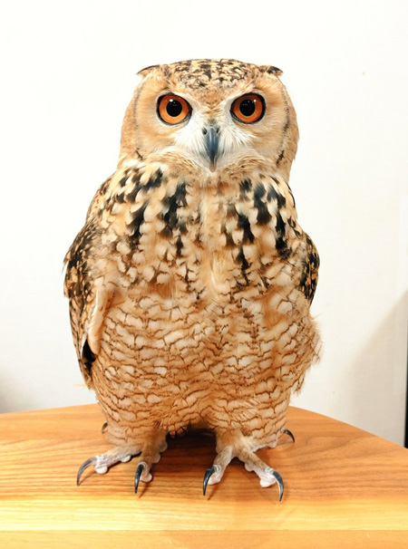 かむちゃん全身