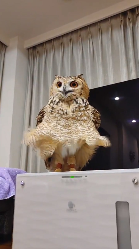 お返事かむちゃん