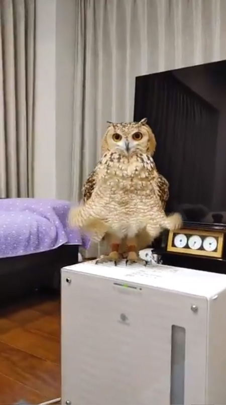 動画最初のかむちゃん