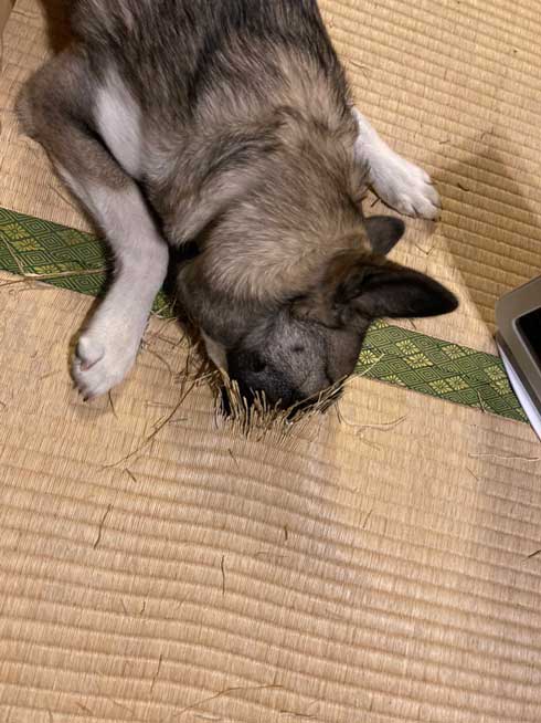 犬イタズラ