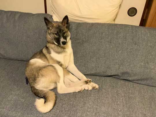 畳 顔 突っ込む 犬 掘る 保護犬 丁寧な暮らしをする餓鬼