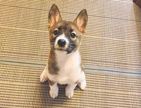 畳 顔 突っ込む 犬 掘る 保護犬 丁寧な暮らしをする餓鬼