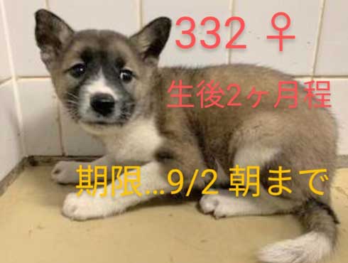 畳 顔 突っ込む 犬 掘る 保護犬 丁寧な暮らしをする餓鬼