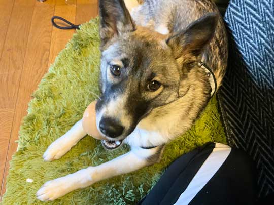 畳 顔 突っ込む 犬 掘る 保護犬 丁寧な暮らしをする餓鬼