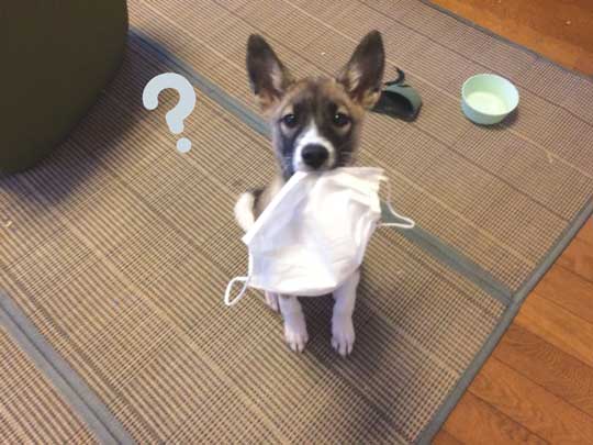 畳 顔 突っ込む 犬 掘る 保護犬 丁寧な暮らしをする餓鬼