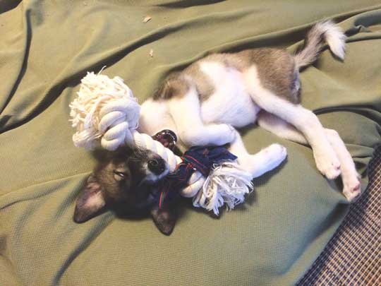 畳 顔 突っ込む 犬 掘る 保護犬 丁寧な暮らしをする餓鬼