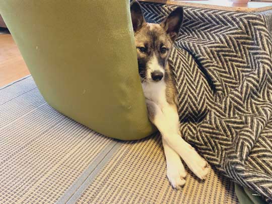 畳 顔 突っ込む 犬 掘る 保護犬 丁寧な暮らしをする餓鬼