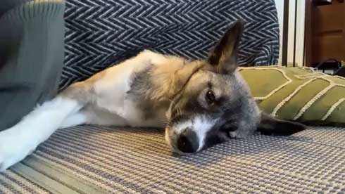 畳 顔 突っ込む 犬 掘る 保護犬 丁寧な暮らしをする餓鬼