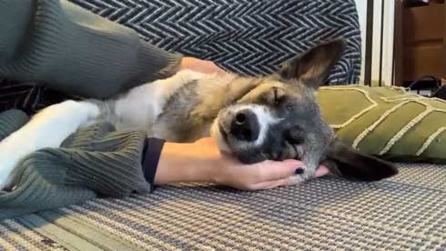 畳 顔 突っ込む 犬 掘る 保護犬 丁寧な暮らしをする餓鬼