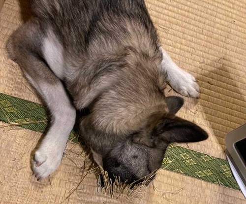 畳 顔 突っ込む 犬 掘る 保護犬 丁寧な暮らしをする餓鬼