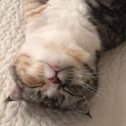 寝たふりネコちゃん