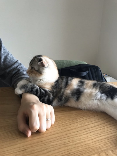 寝たふりネコちゃん