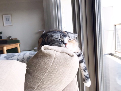 寝たふりネコちゃん