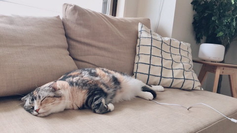 寝たふりネコちゃん